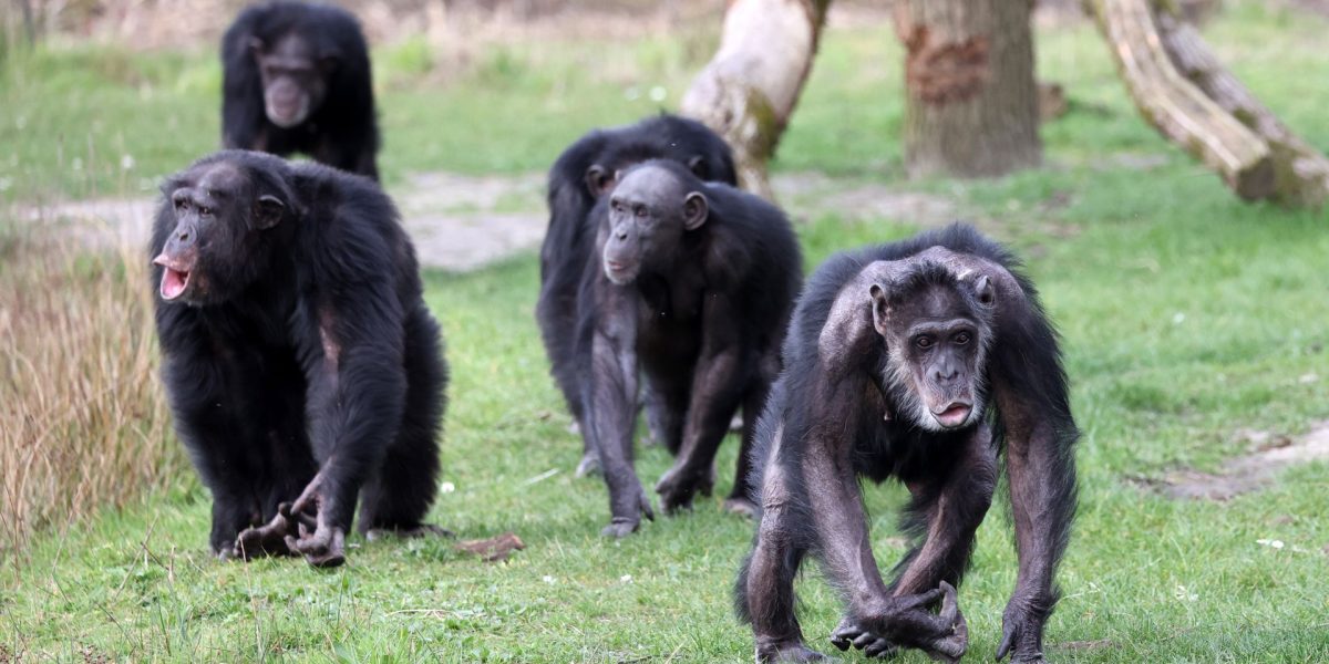 Cimpanzeii, sfâșiați de clan, nu s-au mai împăcat din 2018