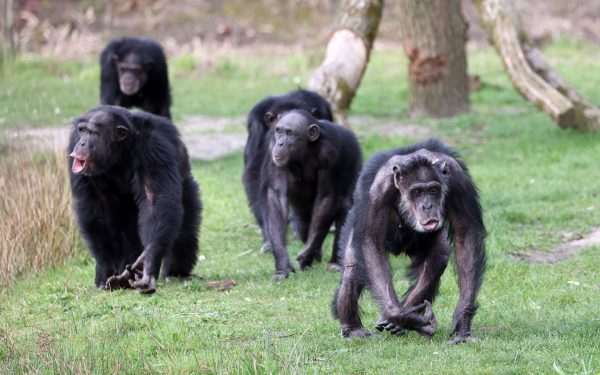 Cimpanzeii, sfâșiați de clan, nu s-au mai împăcat din 2018