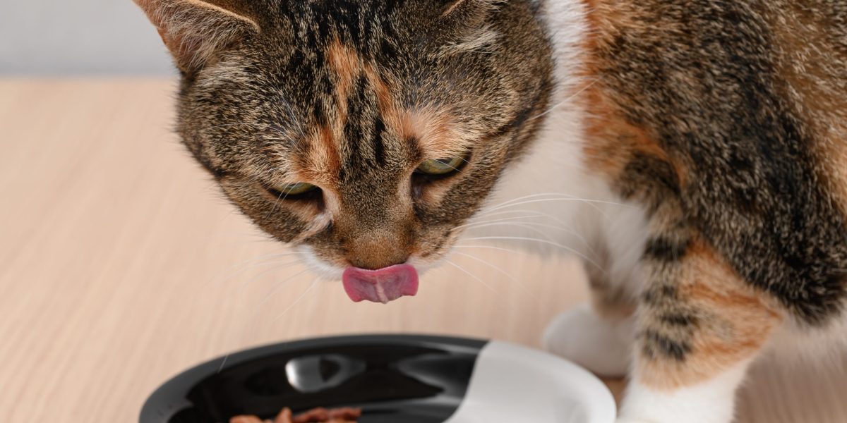 Confirmare ȘTIINȚIFICĂ: De ce este crucial să încălzești mâncarea pisicii tale