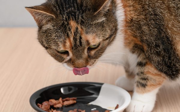 Confirmare ȘTIINȚIFICĂ: De ce este crucial să încălzești mâncarea pisicii tale