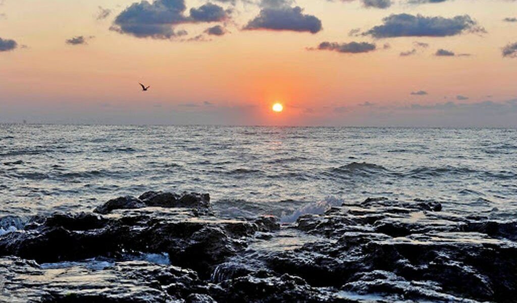 Virus letal din fructele de mare: Boala cronică se transmite la oameni!