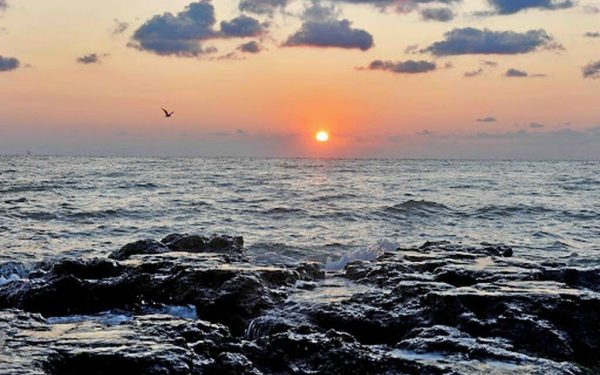 Virus letal din fructele de mare: Boala cronică se transmite la oameni!