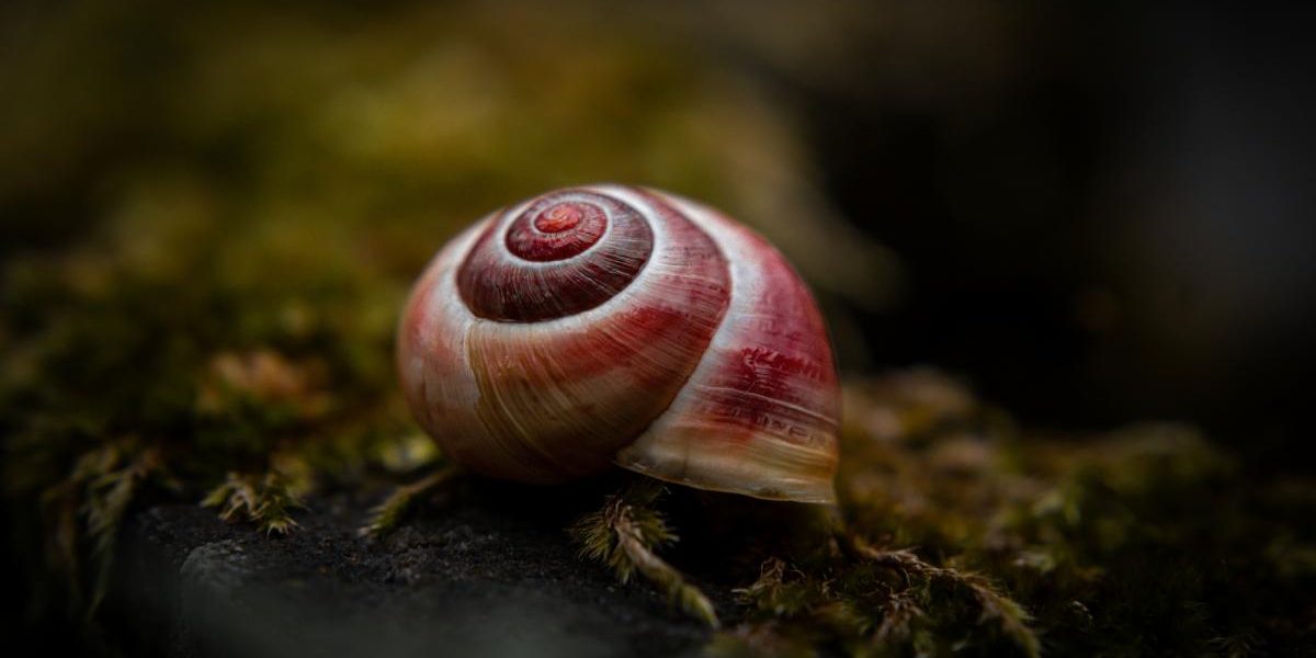 Melcul-vampir atacă peștii: Italia, nominalizată la „Molusca anului”