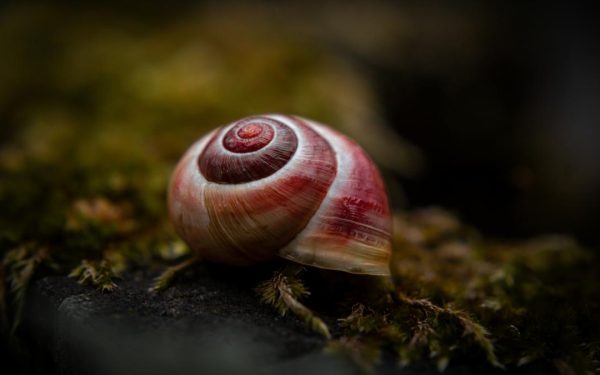 Melcul-vampir atacă peștii: Italia, nominalizată la „Molusca anului”