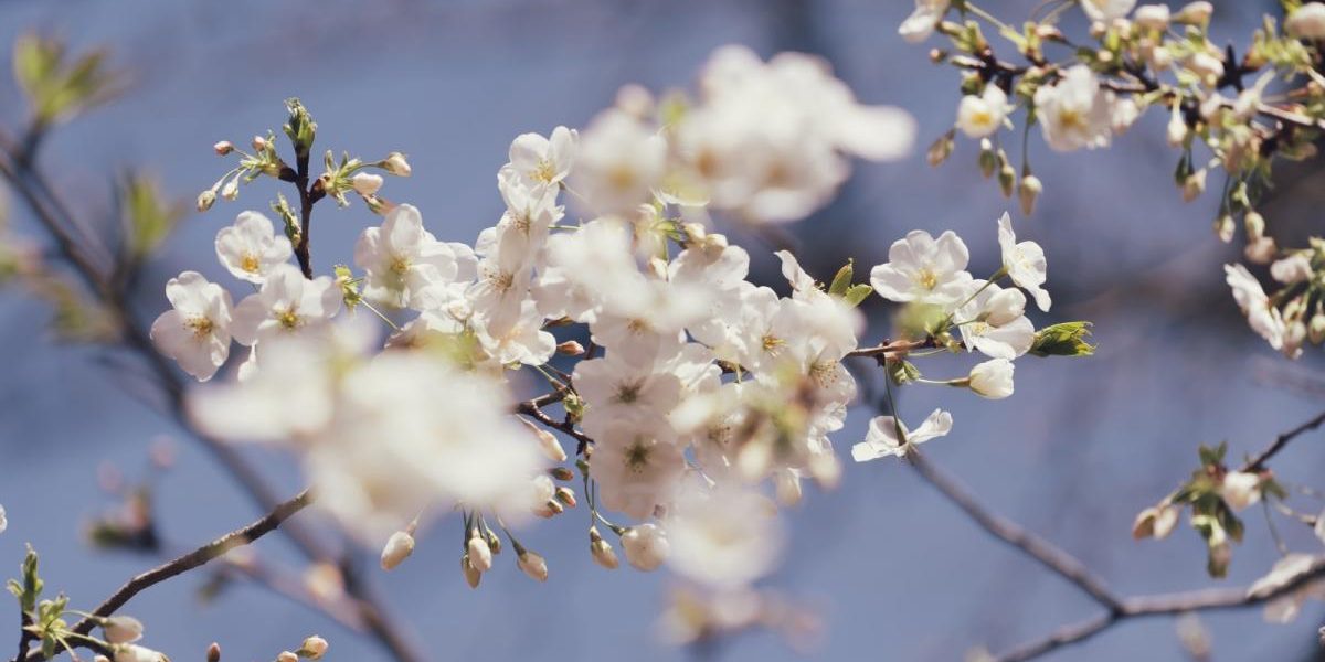 Vine SOARELE peste România! Gata cu frigul, încep temperaturile de primăvară