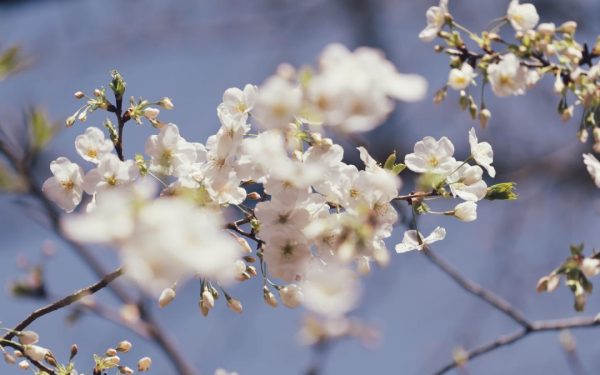 Vine SOARELE peste România! Gata cu frigul, încep temperaturile de primăvară