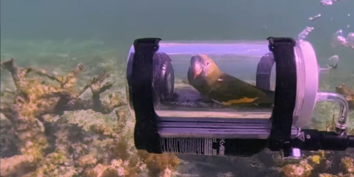 Bărbat inventiv: Submarin pentru papagalul curios să vadă viața acvatică