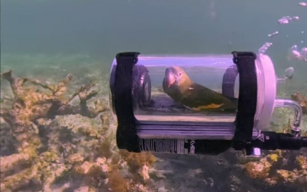 Bărbat inventiv: Submarin pentru papagalul curios să vadă viața acvatică