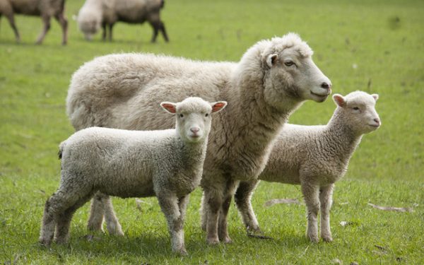 Victorie în instanță pentru fabrica de lână din România: Guvernul, obligat la ajutor de stat