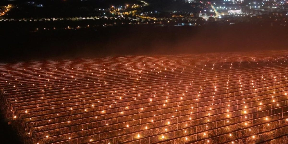 Aruncat la foc 40.000 de euro! O fermă din Cluj salvează cireșii cu lumânări