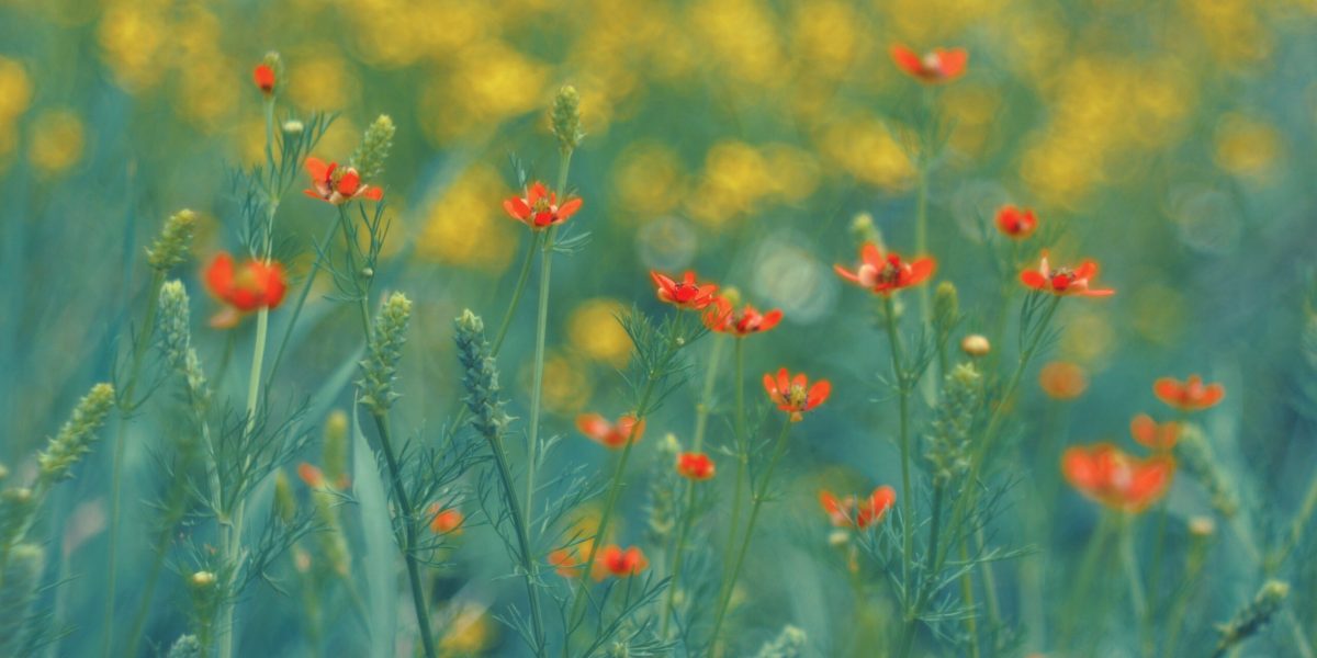 ANM anunță vremea de 1 Mai: Ce vești bune așteaptă românii în România