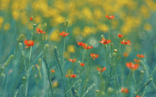 ANM anunță vremea de 1 Mai: Ce vești bune așteaptă românii în România