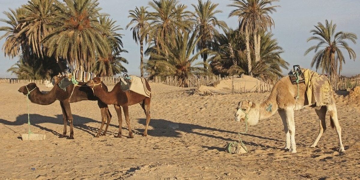 Japonia și Norvegia inovează: Nisipul din deșert, transformat în material de construcții