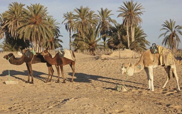 Japonia și Norvegia inovează: Nisipul din deșert, transformat în material de construcții