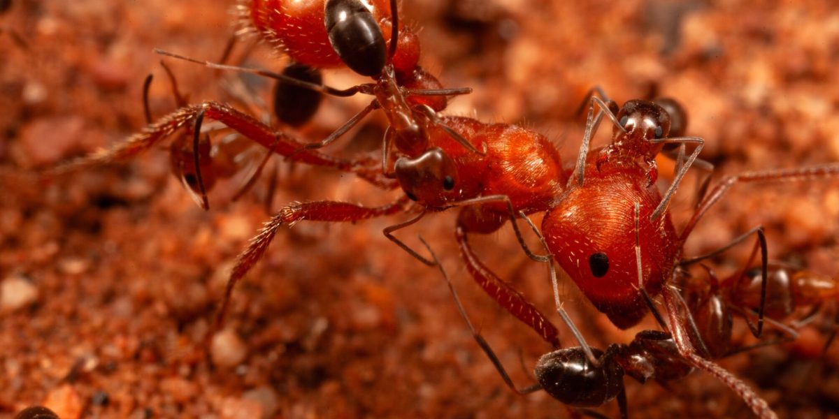 Cercetătorii, șocați: Furnicile au dezvăluit un comportament nou!