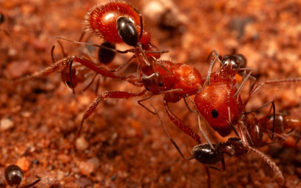 Cercetătorii, șocați: Furnicile au dezvăluit un comportament nou!