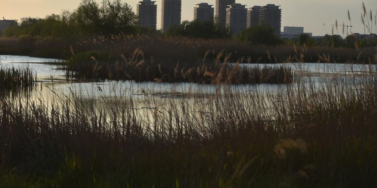 București: Delta Văcărești, o oază sălbatică uimește Bloomberg, în mijlocul betoanelor