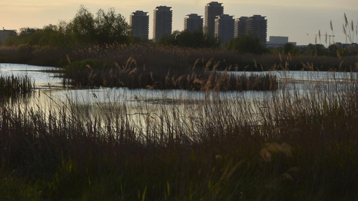 București: Delta Văcărești, o oază sălbatică uimește Bloomberg, în mijlocul betoanelor