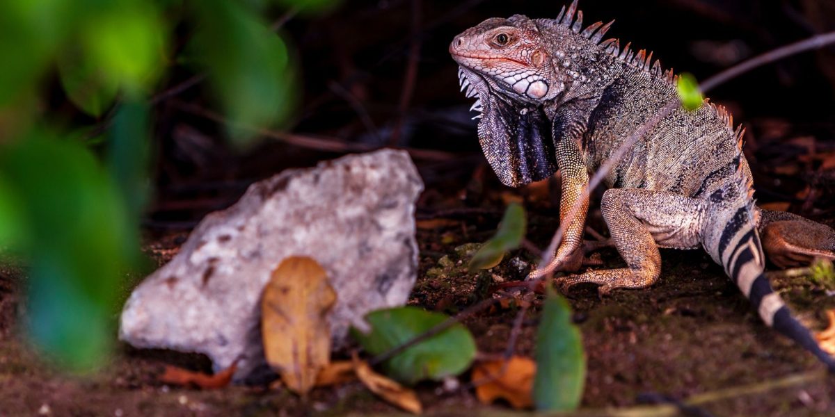 Ochii vertebratelor, un singur ochi antic pe cap? Cercetătorii, cu ochii pe evoluție