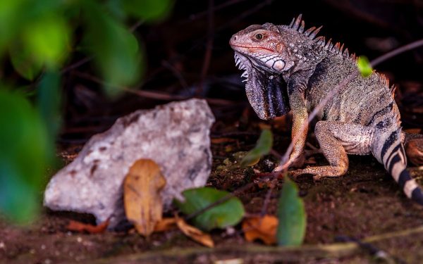Ochii vertebratelor, un singur ochi antic pe cap? Cercetătorii, cu ochii pe evoluție