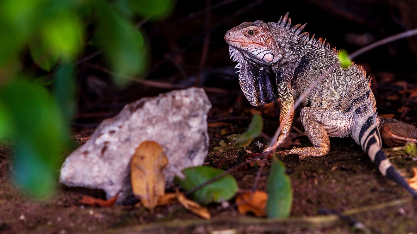 Ochii vertebratelor, un singur ochi antic pe cap? Cercetătorii, cu ochii pe evoluție