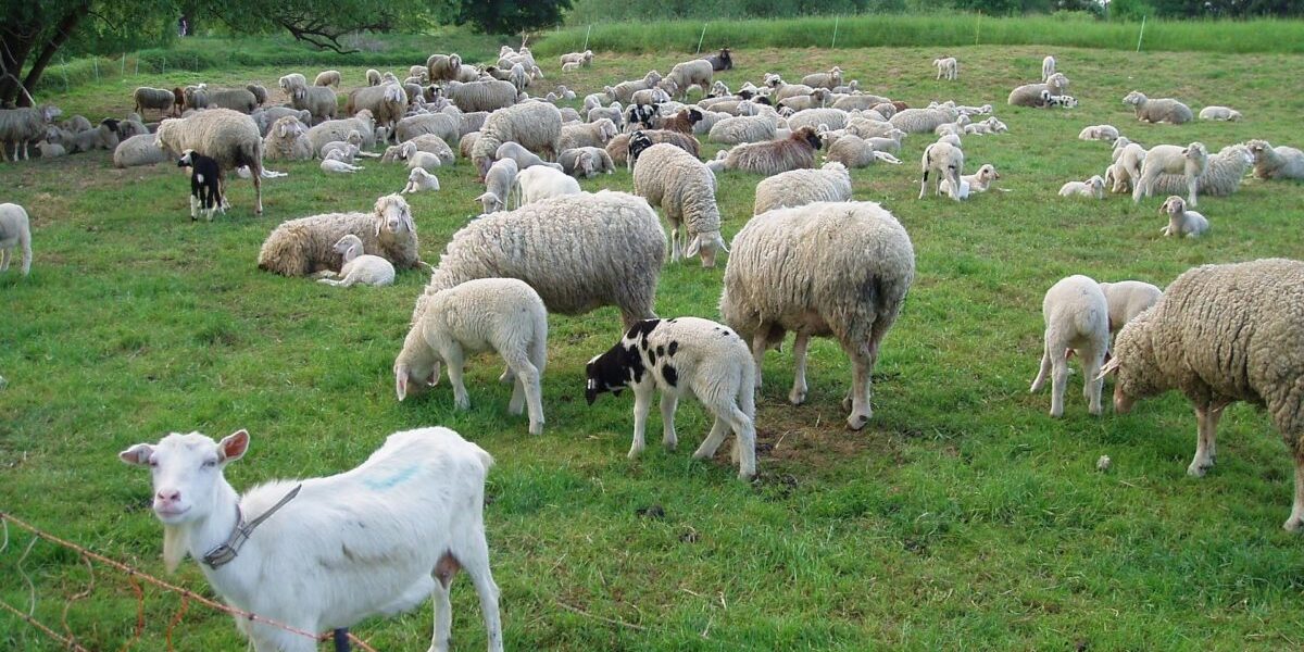 Zoofil în serie prins în Franța: Detalii șocante despre crimă și abuz