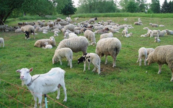 Zoofil în serie prins în Franța: Detalii șocante despre crimă și abuz