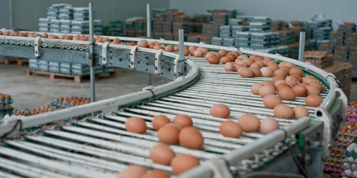 Alertă Salmonella de Paști: 1,5 milioane ouă contaminate la Galați