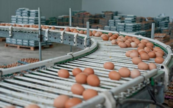 Alertă Salmonella de Paști: 1,5 milioane ouă contaminate la Galați