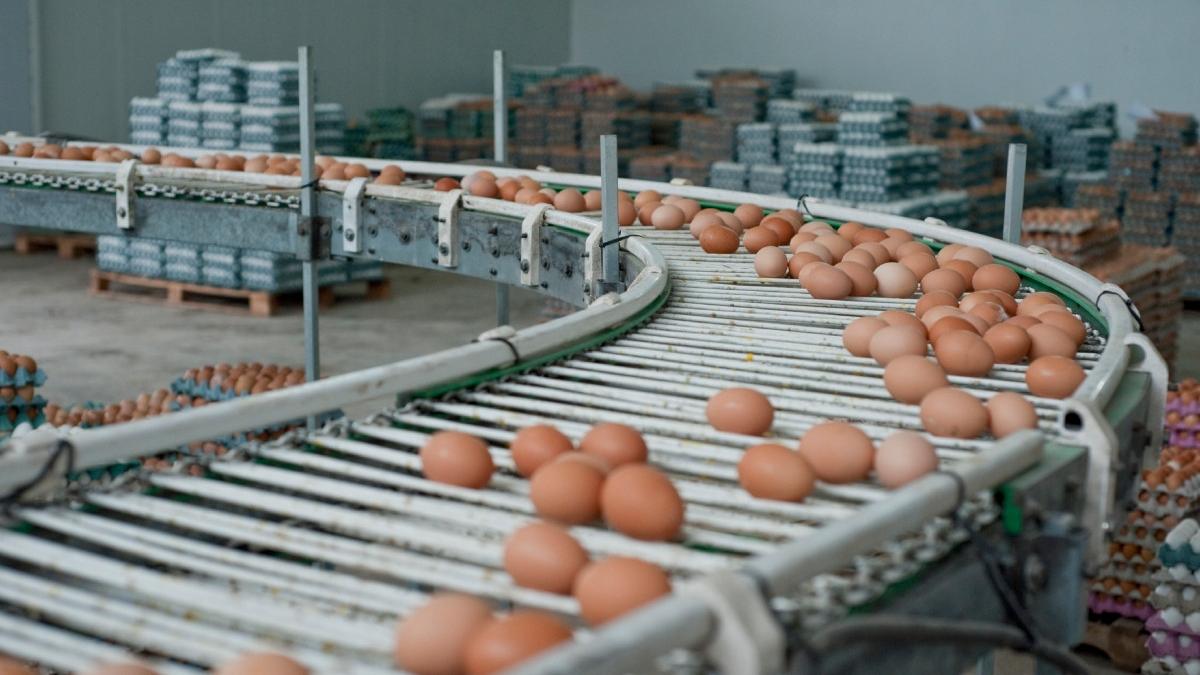 Alertă Salmonella de Paști: 1,5 milioane ouă contaminate la Galați