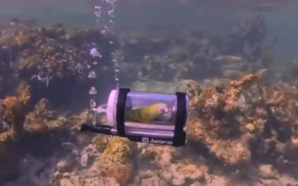 Un papagal face snorkeling într-un minisubmarin: invenția unui bărbat