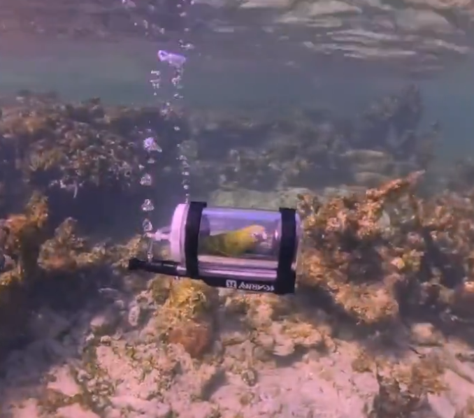 Un papagal face snorkeling într-un minisubmarin: invenția unui bărbat