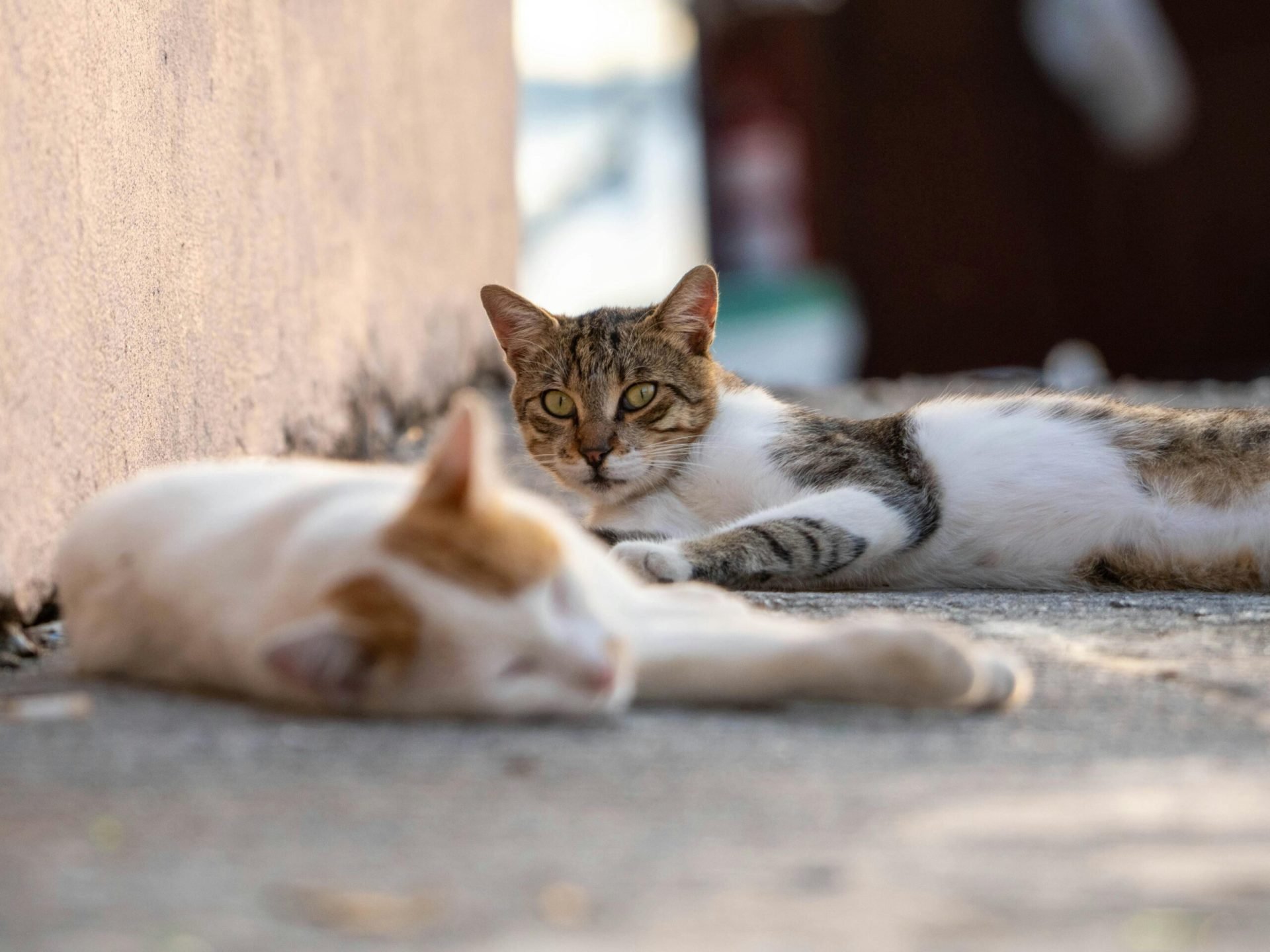 Duminică, 5 aprilie 2026, în curtea unei firme de avocatură din Sectorul 3 al Bucureștiului, va avea loc a doua ediție a evenimentului „Adoptă un Aristo & Crat”