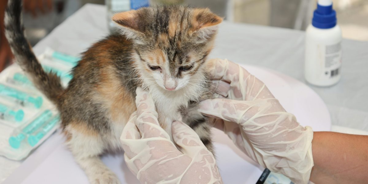 Vaccin veterinar bazat pe ARN, autorizat de Agenția Europeană pentru Medicamente