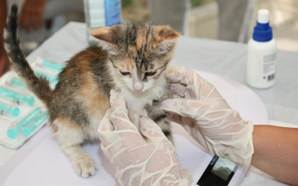 Vaccin veterinar bazat pe ARN, autorizat de Agenția Europeană pentru Medicamente