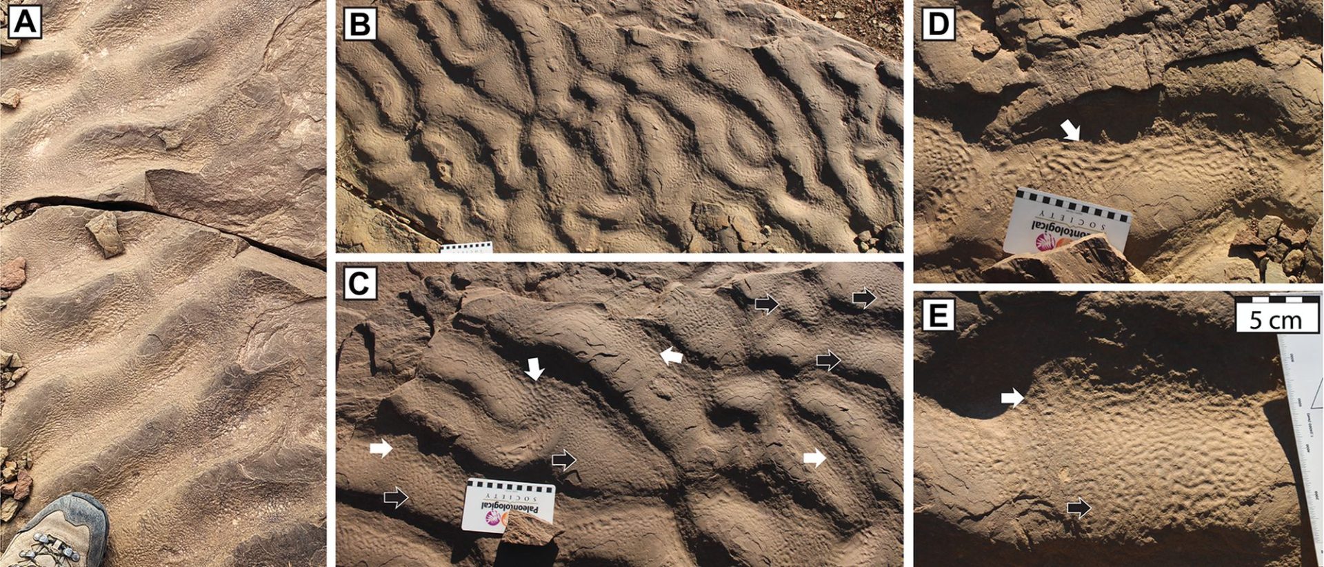 Un fenomen geologic descoperit în Maroc a determinat cercetătorii să reanalizeze modul în care microbii antici au prosperat pe Pământ, evidențiind posibilitatea ca aceste ecosisteme primitive să fi existat în medii mai întunecate și mai adânci decât se credea anterior