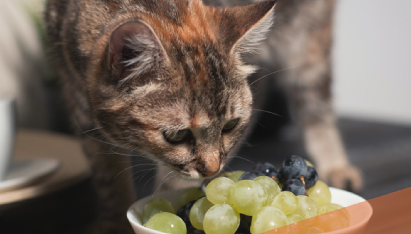 Alimentele care pot ucide pisica în 24 de ore Mulți stăpâni de pisici cred că le fac un bine atunci când le oferă „puțin din farfuria lor”