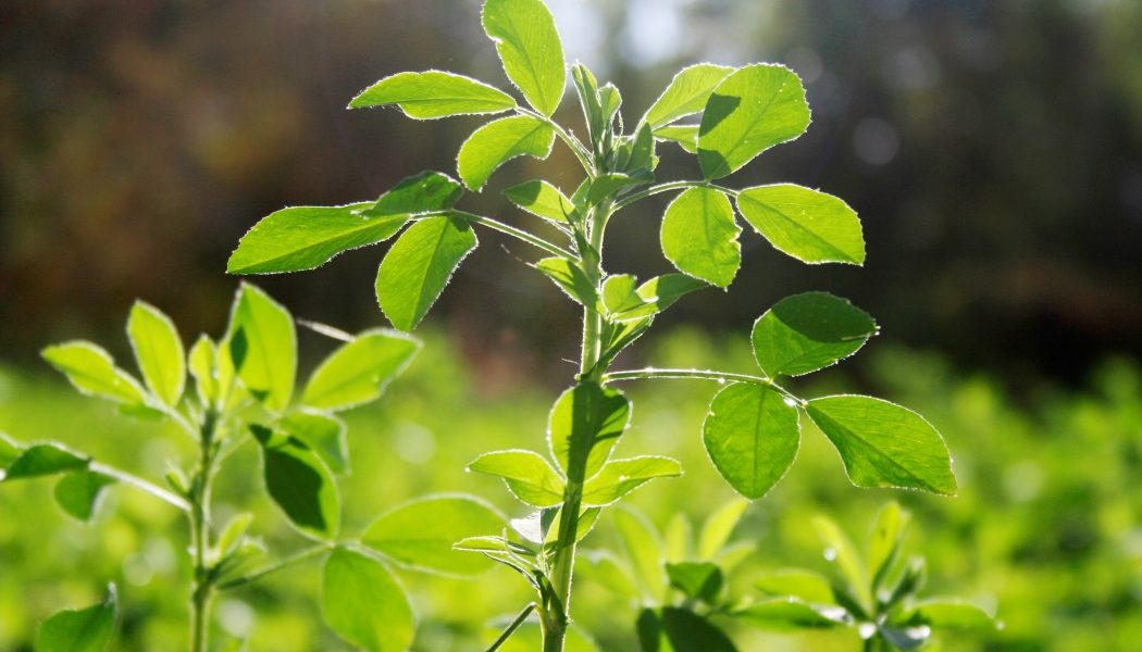Aurul verde al Romei antice: Planta lui Iulius Cezar, dispărută misterios