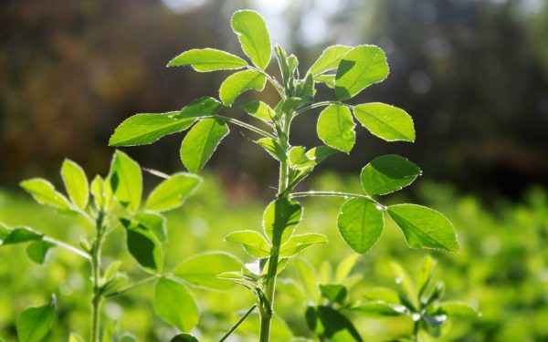 Aurul verde al Romei antice: Planta lui Iulius Cezar, dispărută misterios