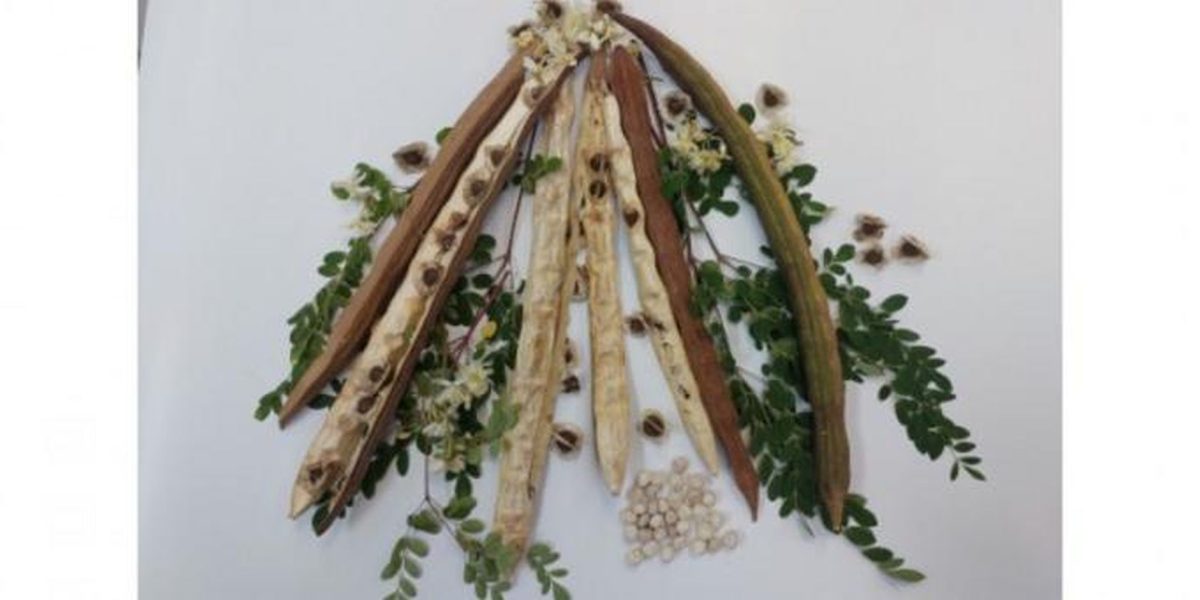 Planta din Brazilia, arma secretă împotriva microplasticelor din apă