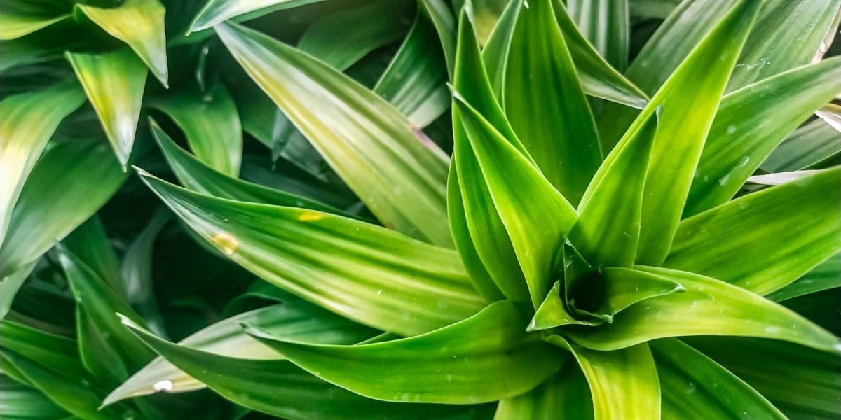 Plante de apartament salvate: trucul simplu cu rezultate uimitoare