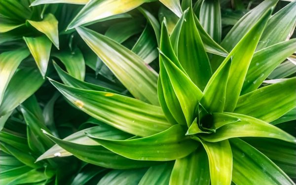 Plante de apartament salvate: trucul simplu cu rezultate uimitoare