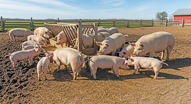 Porcii din județul Bistrița-Năsăud trăiesc în gospodării, nu în ferme În județul Bistrița-Năsăud, cu o populație de peste 320.000 de locuitori, porcii nu sunt crescuți în ferme specializate, ci în gospodăriile individuale ale localnicilor