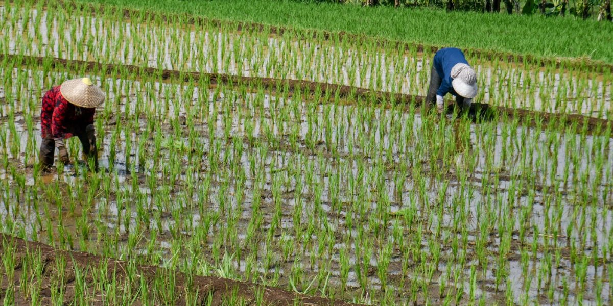 Criza combustibililor, efectul războiului: Asia riscă să piardă recolta de orez