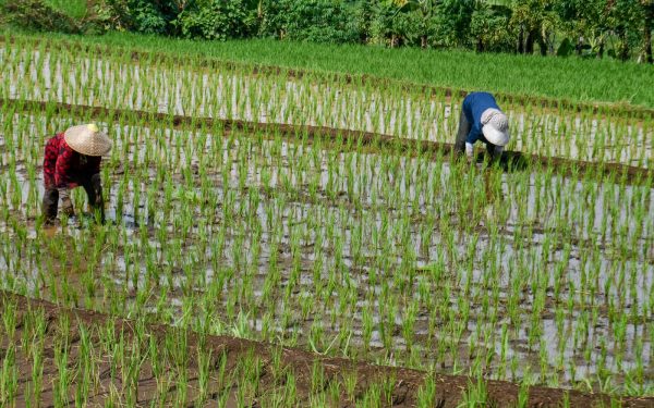 Criza combustibililor, efectul războiului: Asia riscă să piardă recolta de orez