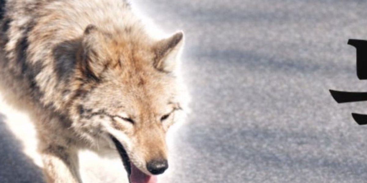 Lupul fugar din Coreea de Sud a lansat un „meme coin”: Reacția lui Președintele