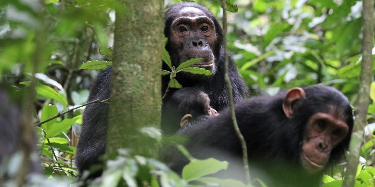 Război civil sângeros în Uganda: Cimpanzeii din Kibale, de la prietenie la luptă pe viață și pe moarte