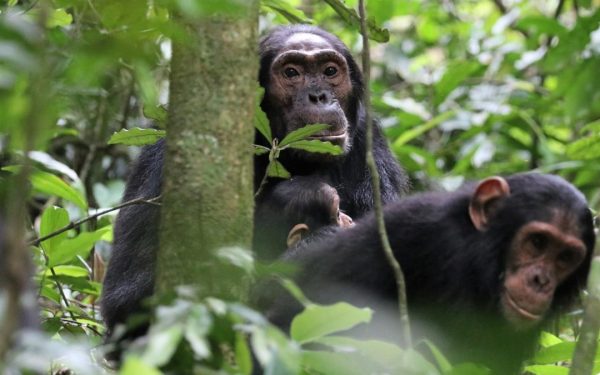 Război civil sângeros în Uganda: Cimpanzeii din Kibale, de la prietenie la luptă pe viață și pe moarte