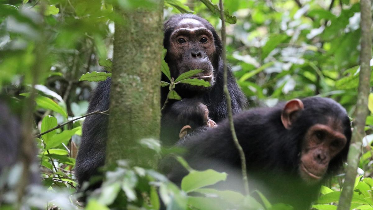 Război civil sângeros în Uganda: Cimpanzeii din Kibale, de la prietenie la luptă pe viață și pe moarte