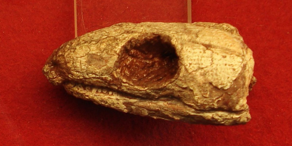 Reptila mumificată de acum 289 milioane de ani: Secretul respirației dezvăluit